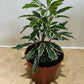 Plerandra (Dizygotheca) Elegantissima “Bianca” in a 7cm pot Cassandra's Plants