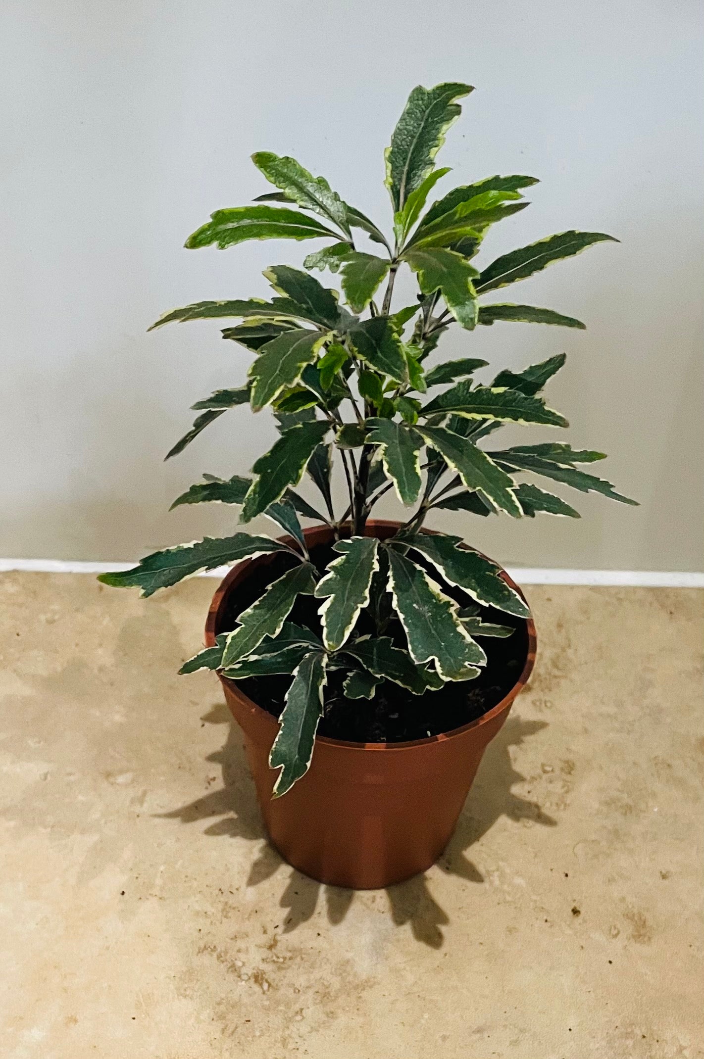 Plerandra (Dizygotheca) Elegantissima “Bianca” in a 7cm pot Cassandra's Plants
