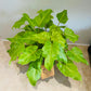 Philodendron Xanadu Golden in a 15cm pot Cassandra's Plants