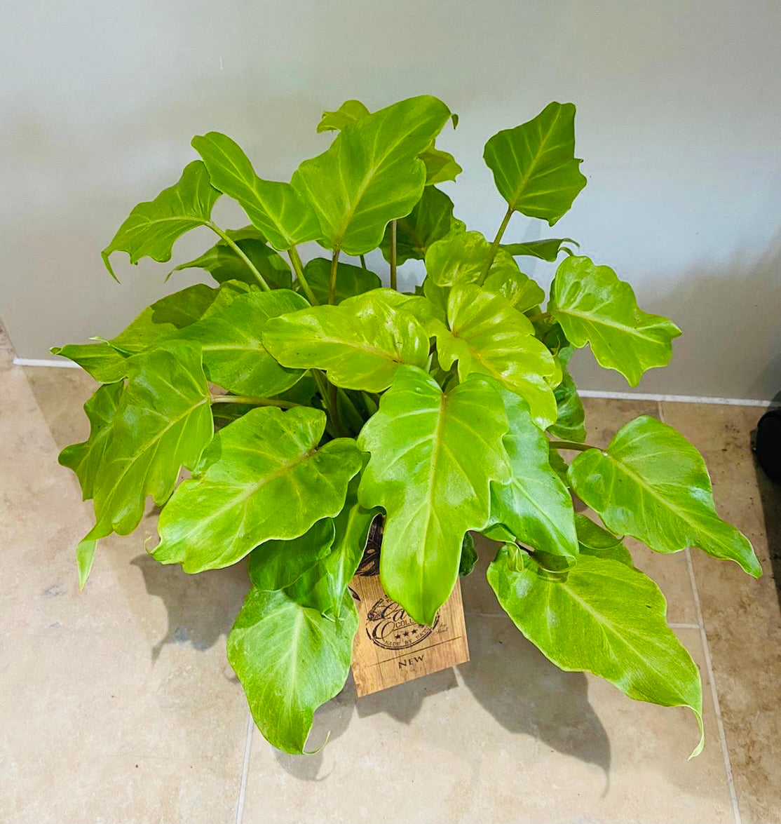 Philodendron Xanadu Golden in a 15cm pot Cassandra's Plants
