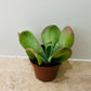 Kalanchoe Oricula Lady Finger in 12cm Pot Cassandra's Plants