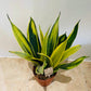 Sansevieria Golden Flame in 12cm Pot Cassandra's Plants