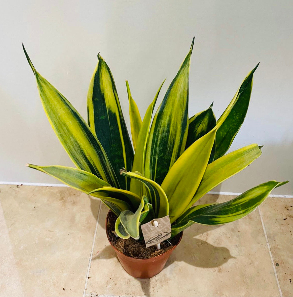 Sansevieria Golden Flame in 12cm Pot Cassandra's Plants