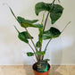 Alocasia Stingray 12cm Pot Cassandra's Plants