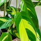 Ctenanthe Lubbersiana 17cm pot Cassandra's Plants