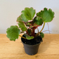 Saxifraga Stolonifera Variegata Strawberry Begonia Cassandra's Plants