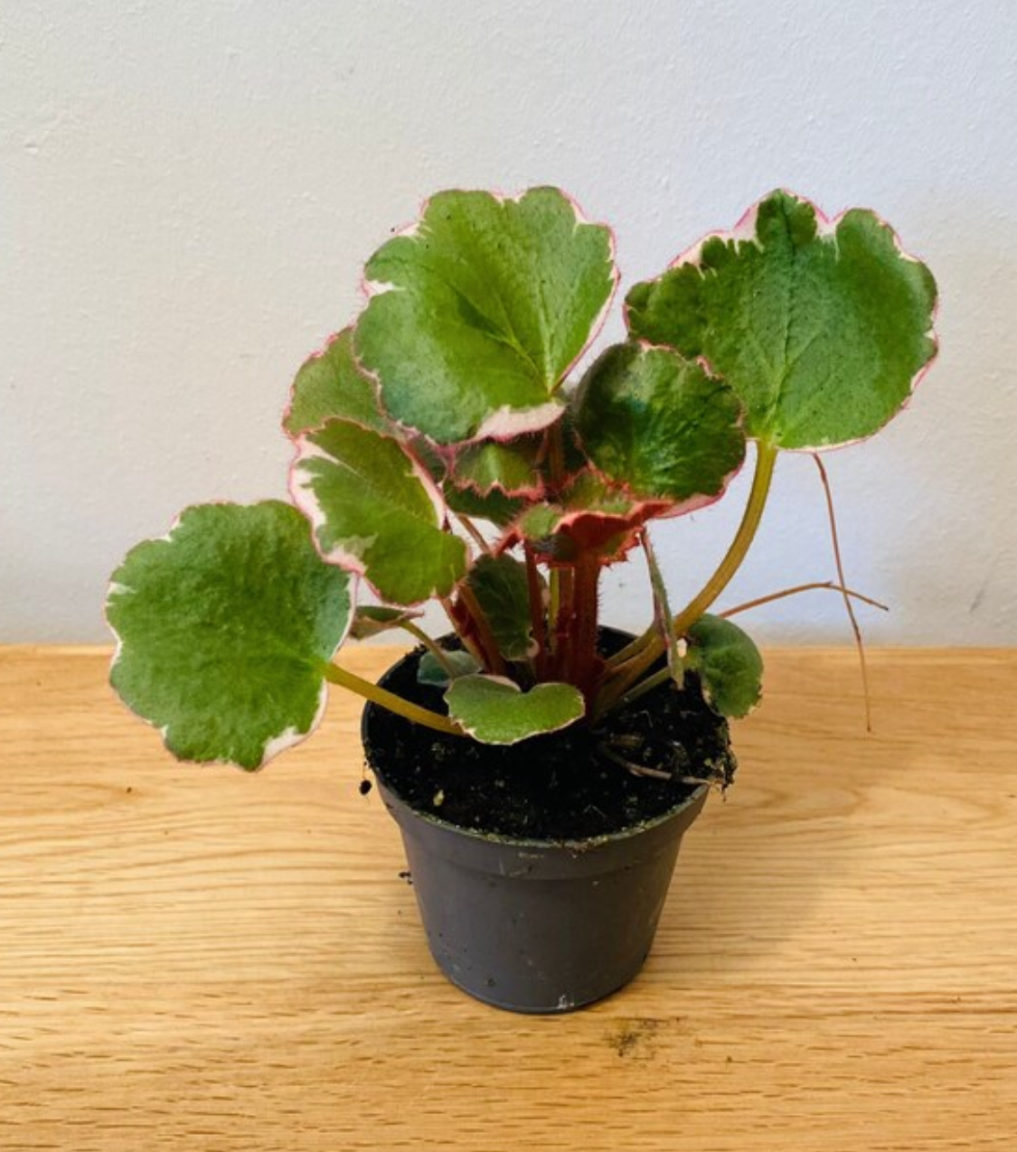 Saxifraga Stolonifera Variegata Strawberry Begonia Cassandra's Plants