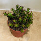Euphorbia Lenewtonii In a 9 cm pot Cassandra's Plants