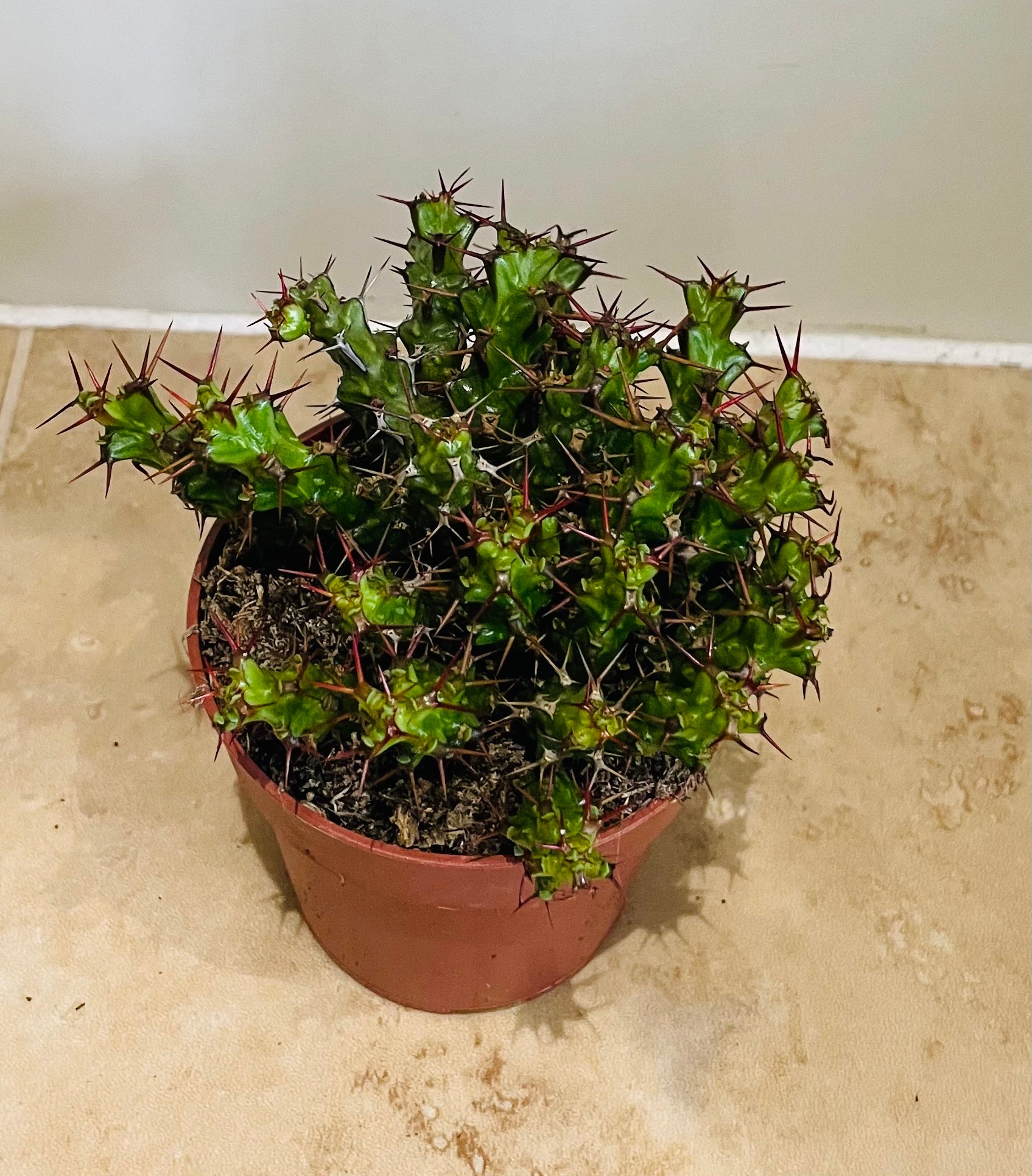 Euphorbia Lenewtonii In a 9 cm pot Cassandra's Plants