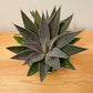 Mangave Lavender Lady in a 15cm pot Cassandra's Plants