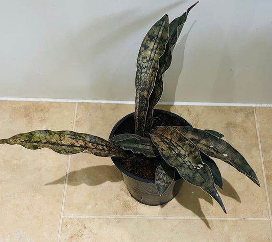 Sansevieria Kirkii in a 9cm pot Cassandra's Plants