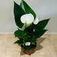 Anthurium Adraeanum White Flamingo Flower in a 7cm pot