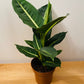 Dieffenbachia Green Magic 12cm pot Cassandra's Plants
