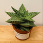 Aloe Aveo 10.5cm Pot Cassandra's Plants