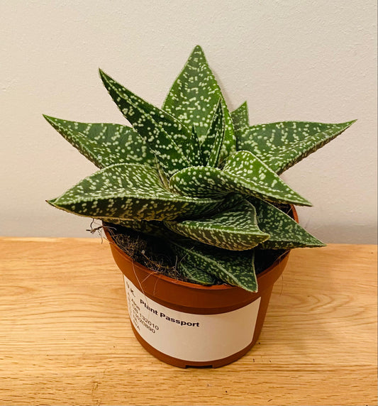 Aloe Aveo 10.5cm Pot Cassandra's Plants
