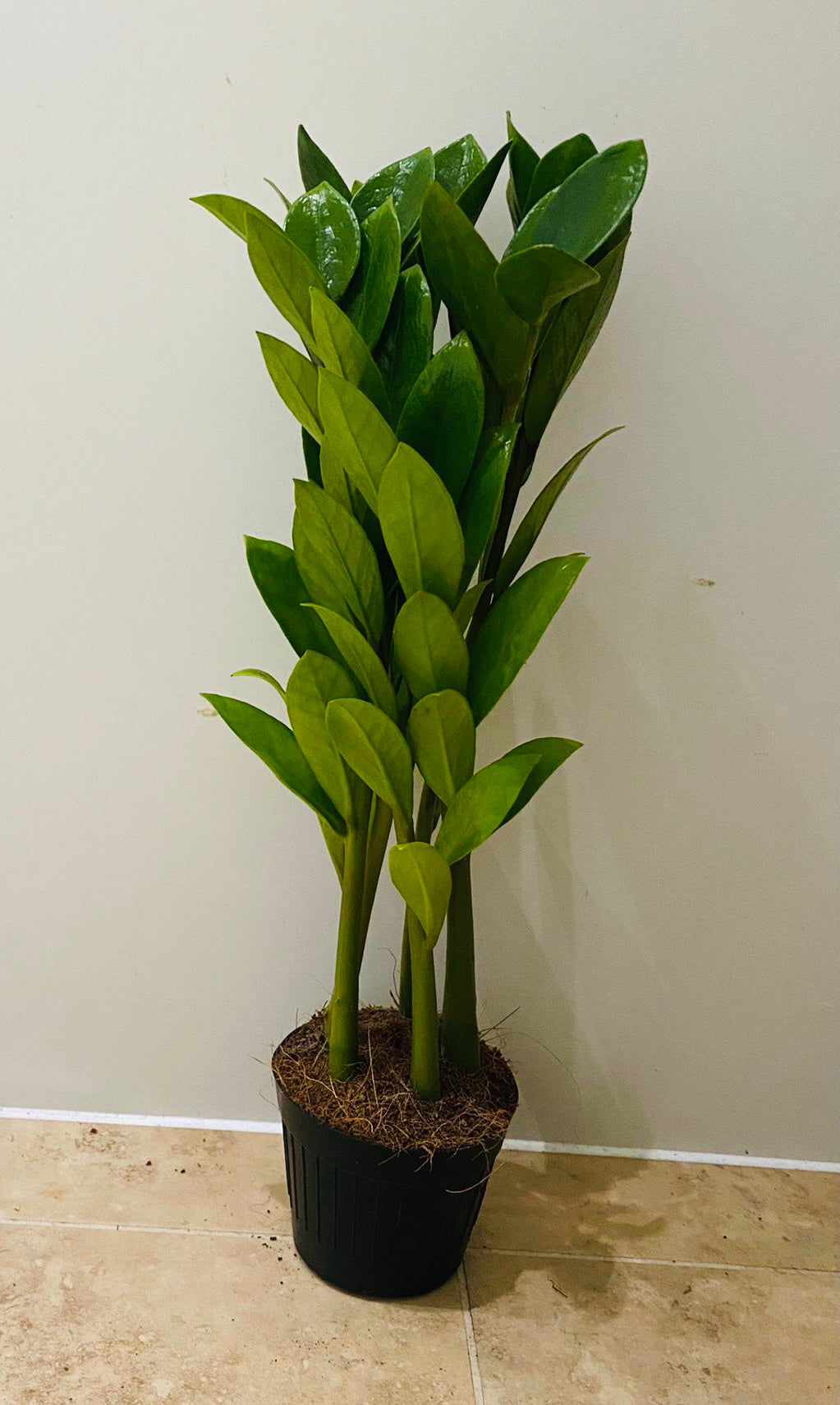 Zamioculcas Zamiifolia “Zamicro” in 10.5cm Pot Cassandra's Plants