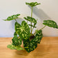 Caladium Hilo Beauty 12cm Pot Cassandra's Plants