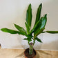 Dracaena Steudneri in a 11cm pot Cassandra's Plants