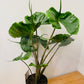 Alocasia Stingray 19cm Pot Cassandra's Plants