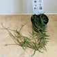 Ceropegia Linearis String Of Needles 8cm Pot Cassandra's Plants