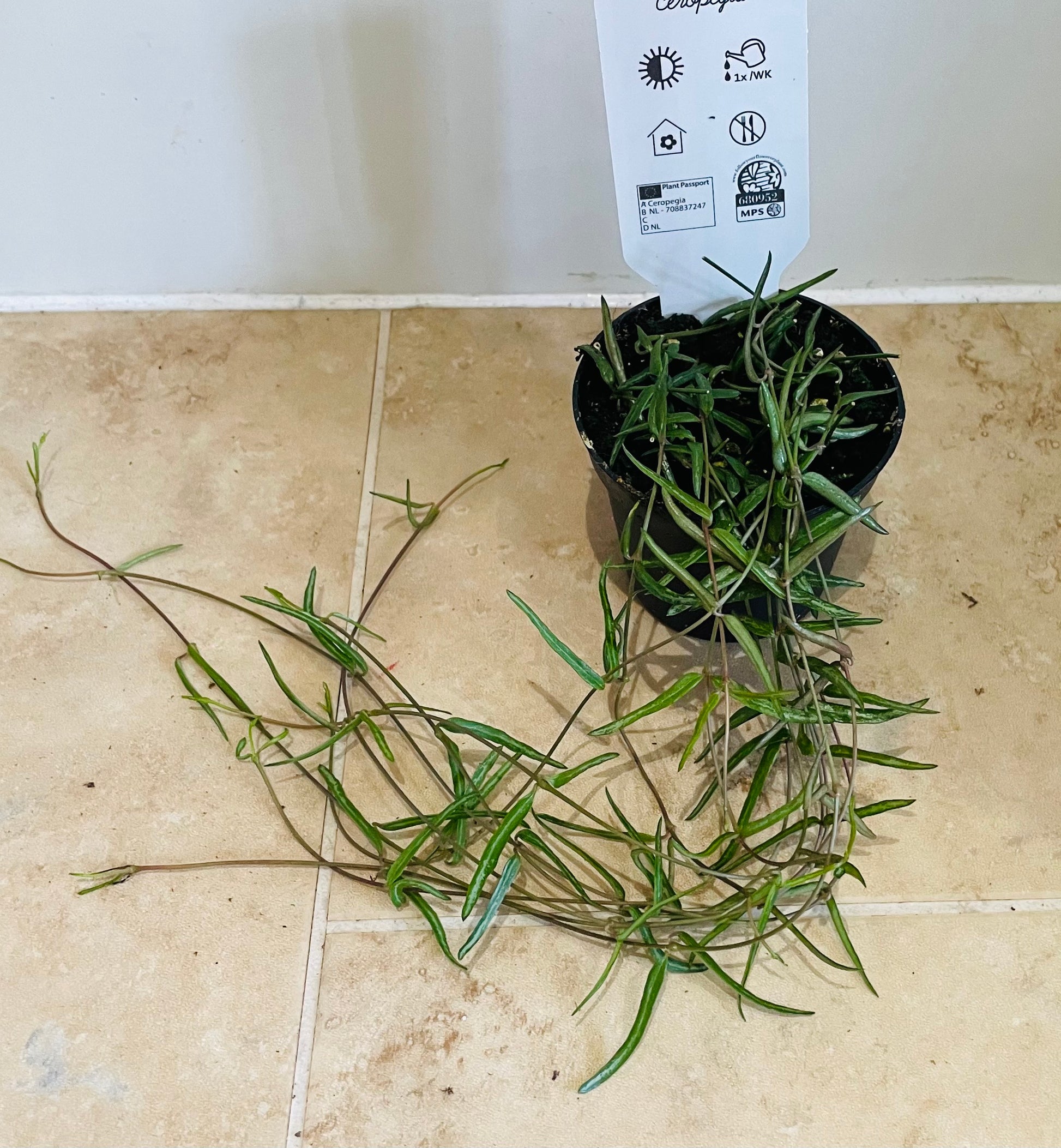 Ceropegia Linearis String Of Needles 8cm Pot Cassandra's Plants
