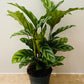 Calathea Freddie 14cm Pot Cassandra's Plants