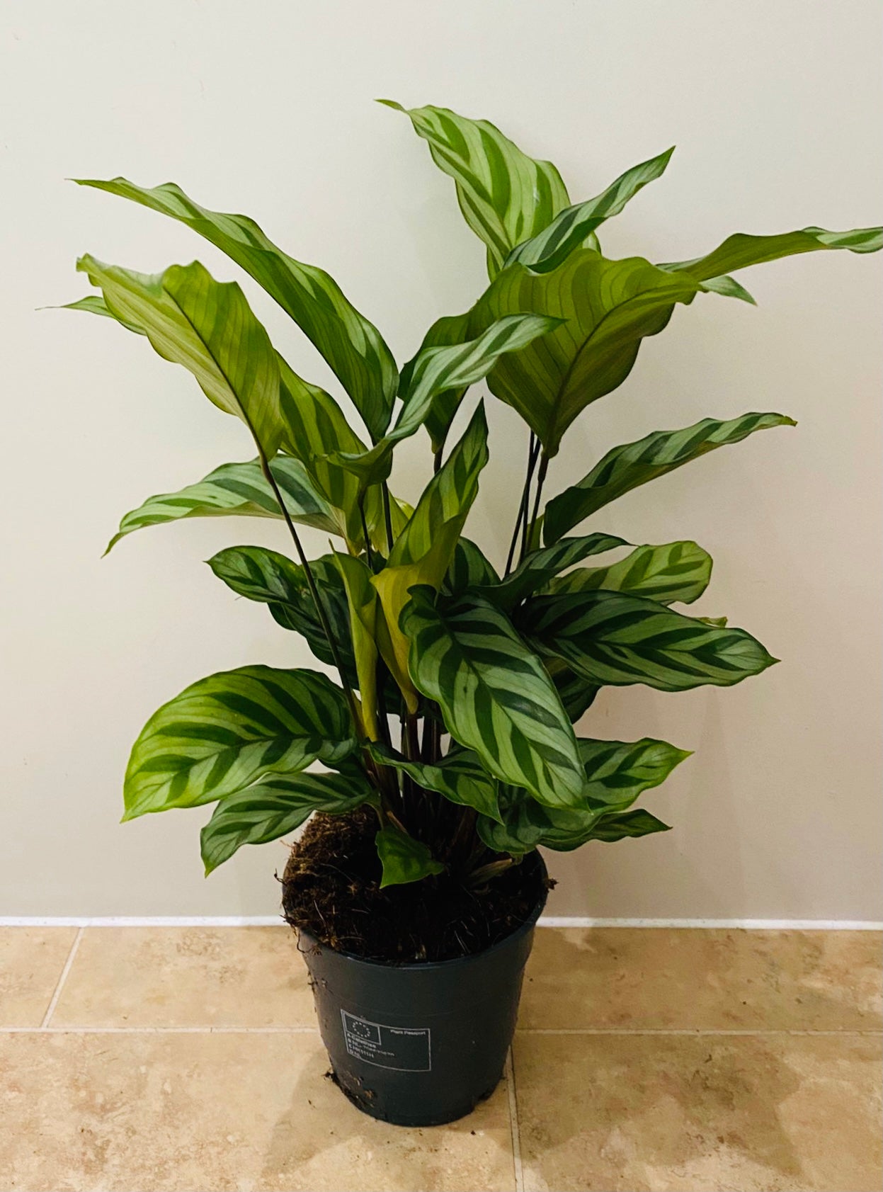 Calathea Freddie 14cm Pot Cassandra's Plants