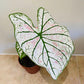 Caladium Strawberry Star 12cm Pot Cassandra's Plants