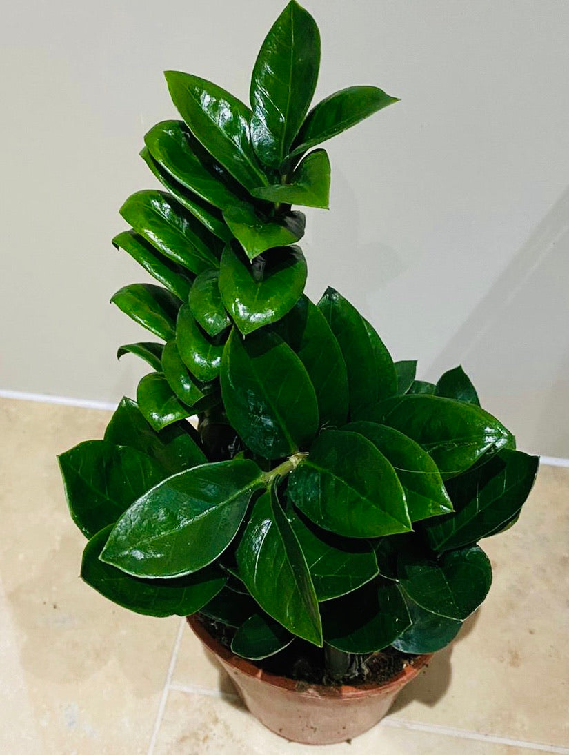 Zamioculcas Zenzi ZZ Plant Cassandra's Plants