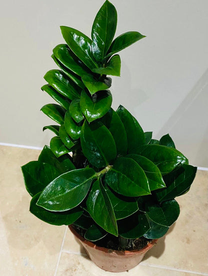 Zamioculcas Zenzi ZZ Plant Cassandra's Plants
