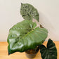 Alocasia Yucatan Princess 17cm Pot Cassandra's Plants
