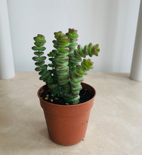 Crassula Rupestris f. Marnieriana 'Hottentot' 5.5cm Pot Cassandra's Plant