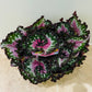 Begonia Rex “Purple Blush” 13cm Pot Cassandra's Plants