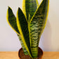 Sansevieria Trifasciata Laurentii