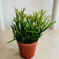 Rhipsalis Cassutha "Mistletoe Cactus" Cassandra's Plants