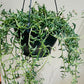 Senecio Peregrinus String of Dolphins Cassandra's Plants