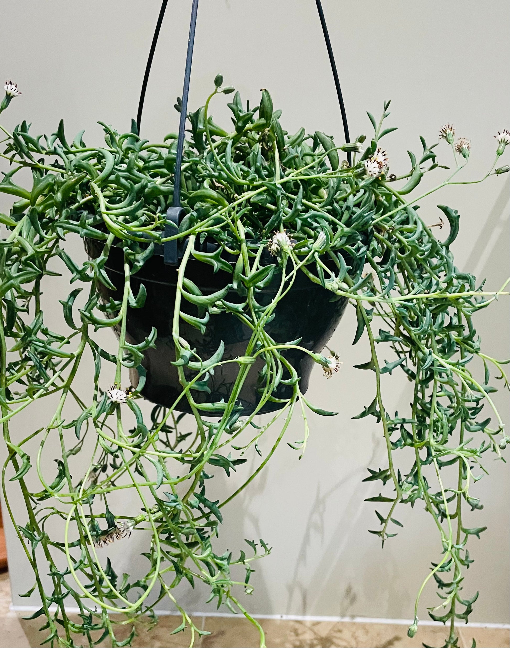 Senecio Peregrinus String of Dolphins Cassandra's Plants