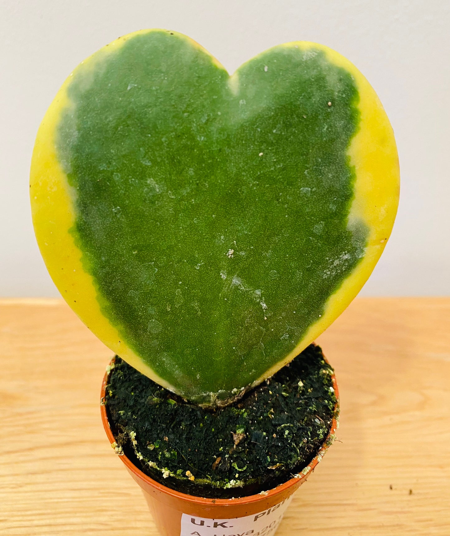 Hoya Kerrii Variegata