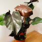 Philodendron Ruby Red in a 19cm Pot Cassandra's Plants