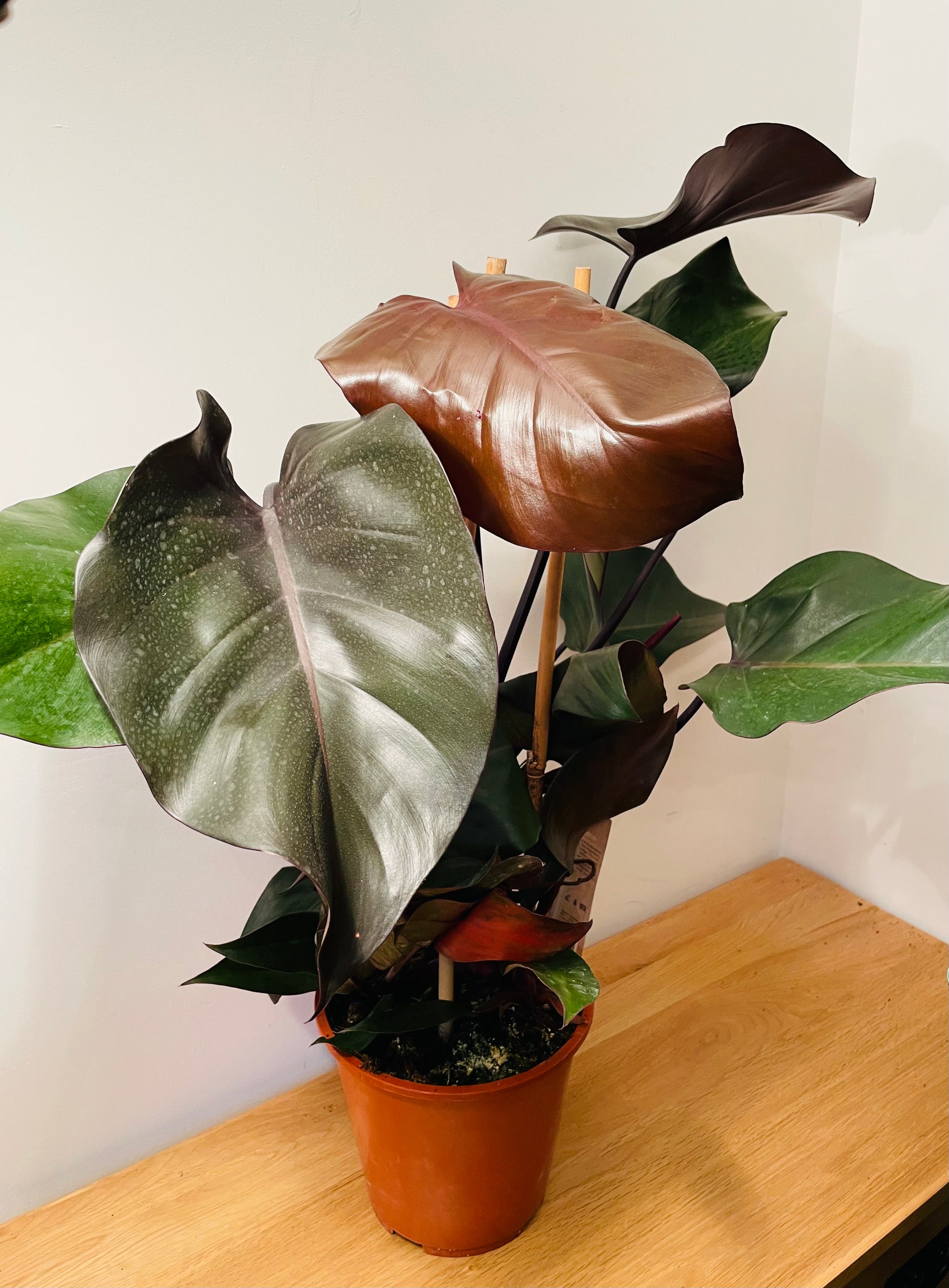 Philodendron Ruby Red in a 19cm Pot Cassandra's Plants