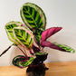 Calathea Roseopicta Angela 12cm pot Cassandra's Plants