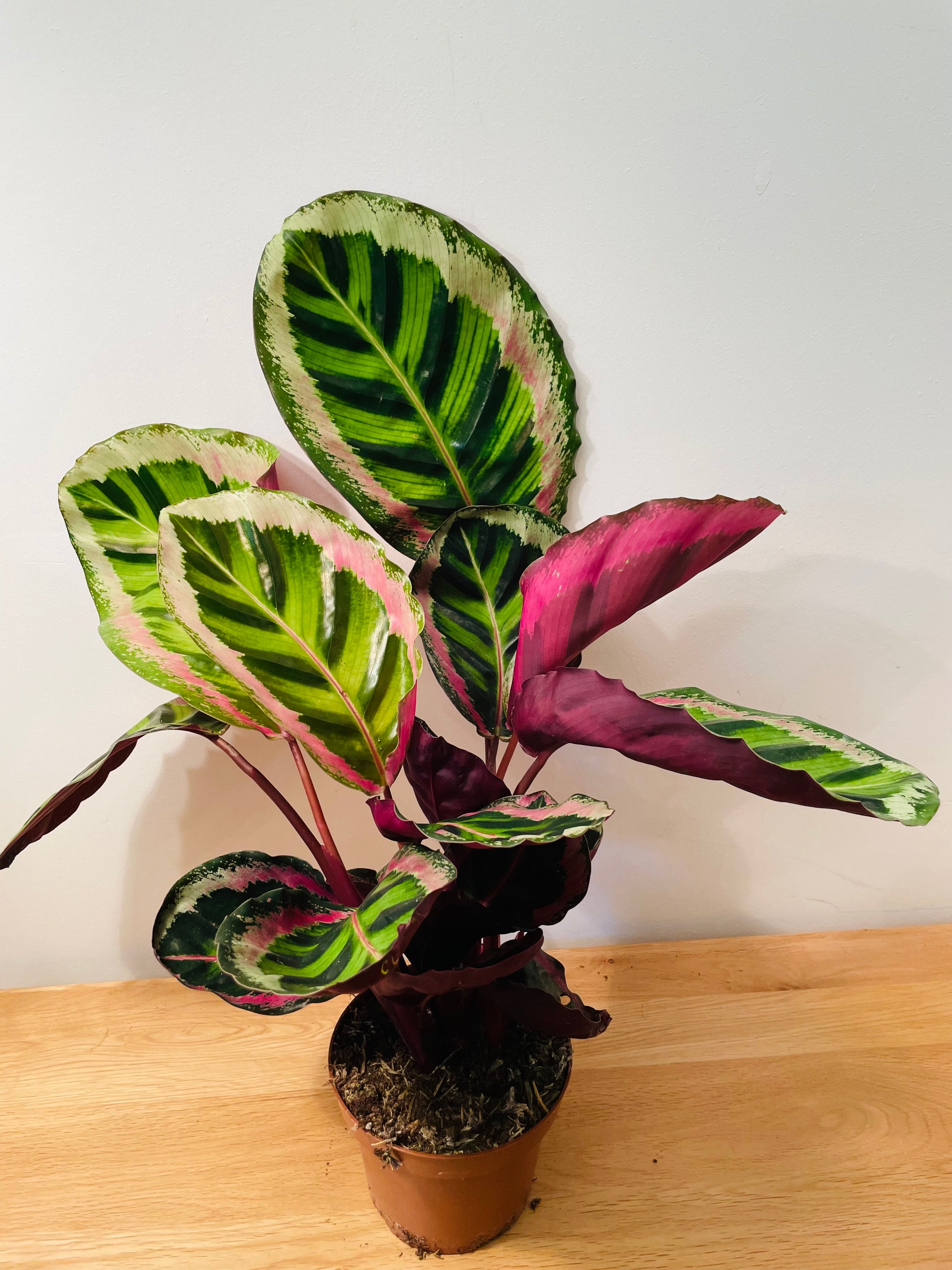 Calathea Roseopicta Angela 12cm pot Cassandra's Plants