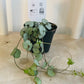 Ceropegia Woodii String of Hearts ‘Silver Glory’ 7cm Pot Cassandra's Plants