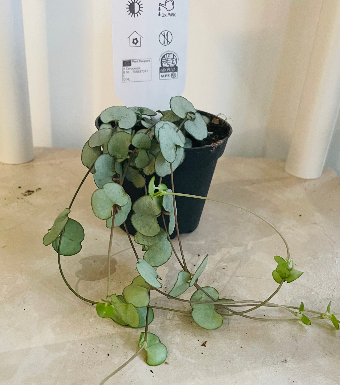 Ceropegia Woodii String of Hearts ‘Silver Glory’ 7cm Pot Cassandra's Plants