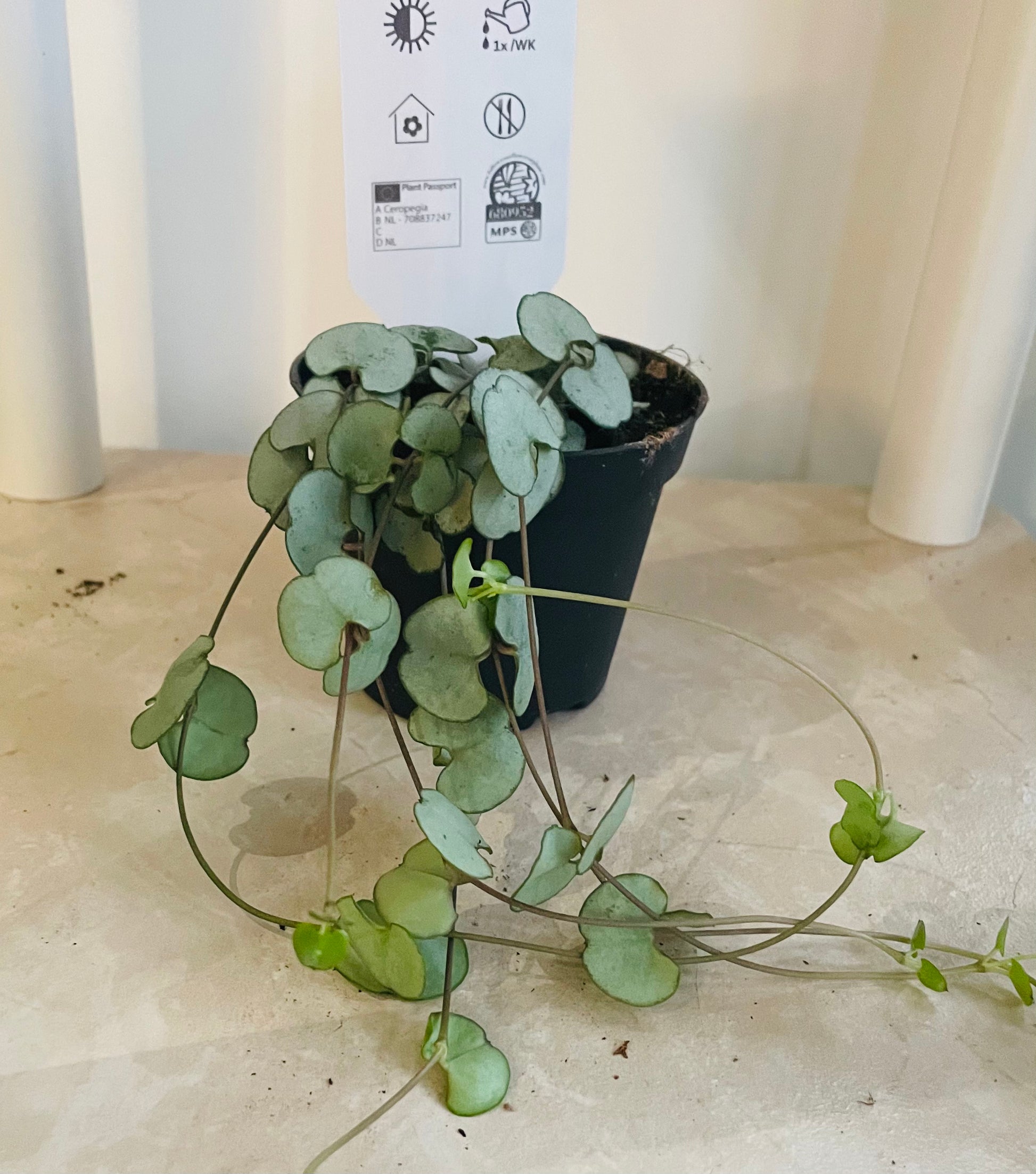 Ceropegia Woodii String of Hearts ‘Silver Glory’ 7cm Pot Cassandra's Plants