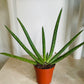 Aloe Vera 5.5cm Pot Cassandra's Plants 