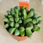Pleiospilos Nelii Split Rock in 8.5cm pot Cassandra's Plants