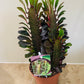 Euphorbia Trigona Rubra African Milk Tree Cassandra's Plants