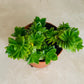 Crassula Estagnol String Of Buttons 5.5cm Pot Cassandra's Plants