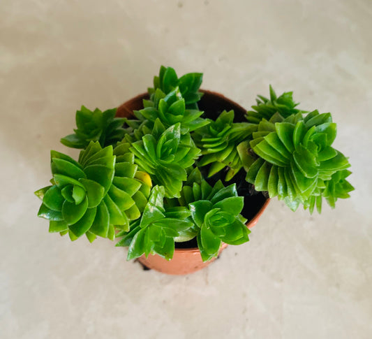 Crassula Estagnol String Of Buttons 5.5cm Pot Cassandra's Plants